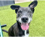 Small #1 Plott Hound Mix