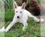 Small #13 Great Pyrenees Mix