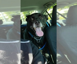 Sadie - Female Labrador Retriever-Unknown Mix Dog for Adoption - Photo #35