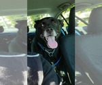 Small #34 Labrador Retriever Mix