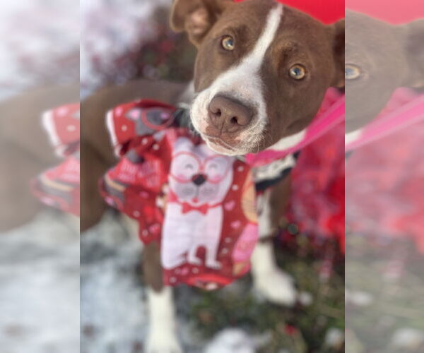 Medium Photo #10 Collie-Unknown Mix Puppy For Sale in Mount Laurel, NJ, USA