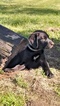 Small Photo #1 Labrador Retriever Puppy For Sale in FORT WAYNE, IN, USA