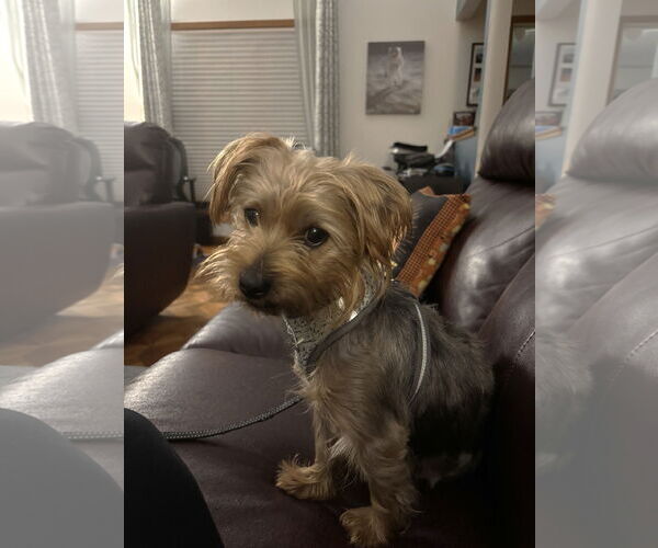 Medium Photo #2 Mutt Puppy For Sale in St. Louis Park, MN, USA