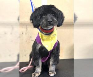 Mutt Dogs for adoption in Oakley, CA, USA
