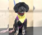 Small Mutt