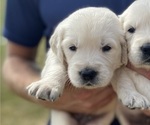 Puppy Dragon Golden Retriever