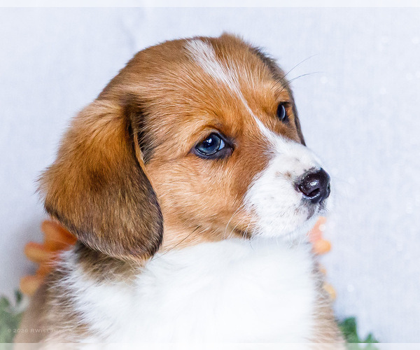 Medium Photo #2 Dorgi Puppy For Sale in WAKARUSA, IN, USA