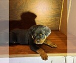 Small #2 Rottweiler