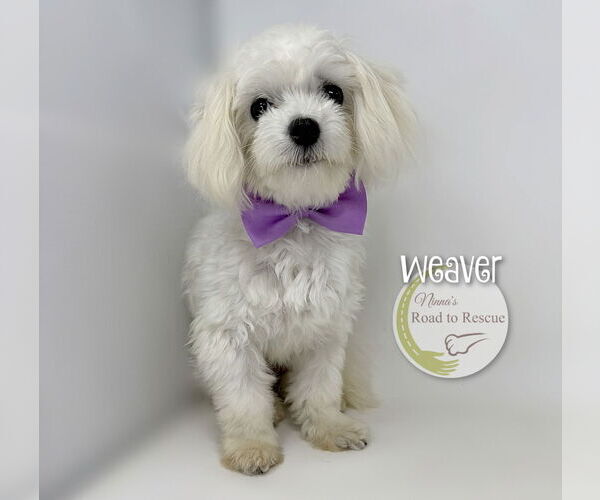 Medium Photo #1 Maltese Puppy For Sale in Benton, LA, USA