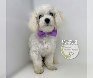 Maltese Dogs for adoption in Benton, LA, USA