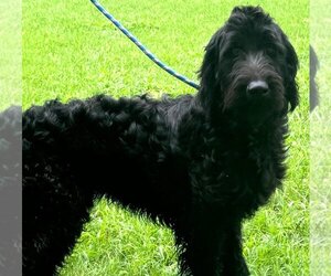 Springerdoodle Dogs for adoption in Yardley, PA, USA
