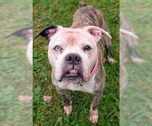Boxer Dogs for adoption in Akron, OH, USA