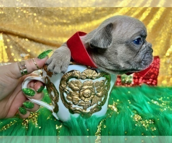 Medium Photo #103 French Bulldog Puppy For Sale in HAYWARD, CA, USA