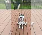 Small #1 Siberian Husky