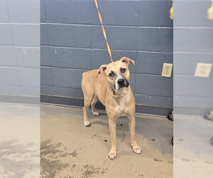 Labrador Retriever-Unknown Mix Dogs for adoption in Tallahassee, FL, USA