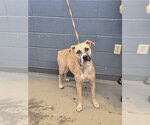SWISH SWISH - Female Labrador Retriever-Unknown Mix Dog for Adoption - Small photo