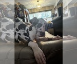 Small Great Dane