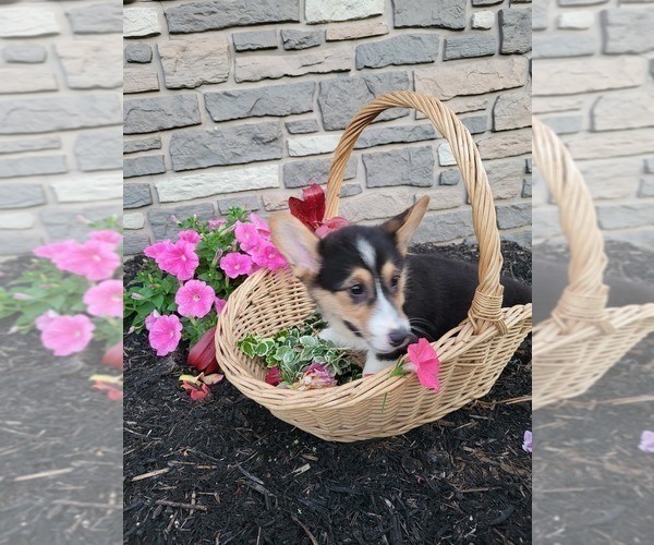 Medium Photo #3 Pembroke Welsh Corgi Puppy For Sale in PORT BYRON, NY, USA