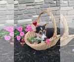 Small Photo #3 Pembroke Welsh Corgi Puppy For Sale in PORT BYRON, NY, USA