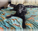 Small #5 Labrador Retriever