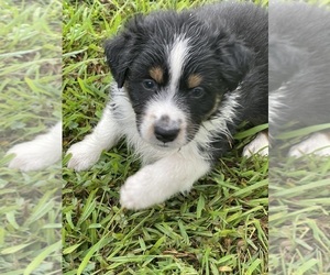 Australian Shepherd Puppy for Sale in MORELAND, Georgia USA