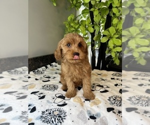 Cavapoo Puppy for sale in GREENWOOD, IN, USA