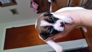Jack Russell Terrier Puppy for sale in AMISSVILLE, VA, USA