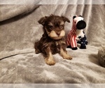 Small Photo #1 Schnauzer (Miniature) Puppy For Sale in FAYETTEVILLE, NC, USA