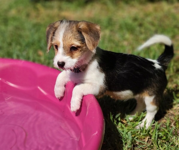 Medium Photo #1 Morkie-Pembroke Welsh Corgi Mix Puppy For Sale in ARLINGTON, TX, USA