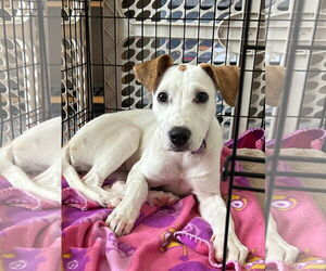 Labrador Retriever-Unknown Mix Dogs for adoption in Germantown, OH, USA