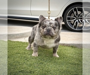 Father of the French Bulldog puppies born on 02/22/2025