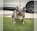 Small Photo #1 French Bulldog Puppy For Sale in HESPERIA, CA, USA