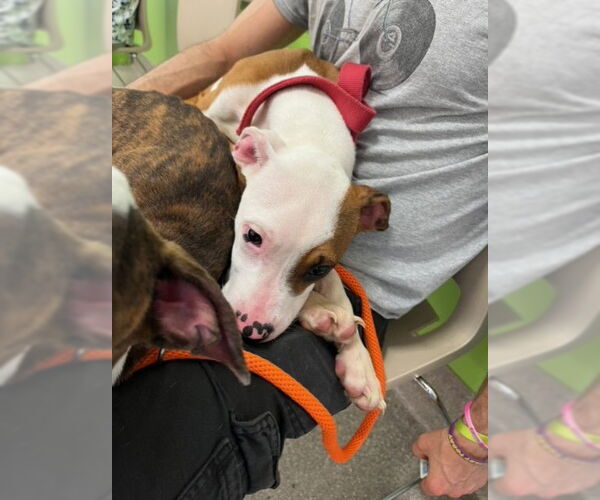 Medium Photo #1 American Pit Bull Terrier Puppy For Sale in Louisville, KY, USA