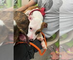 Small American Pit Bull Terrier