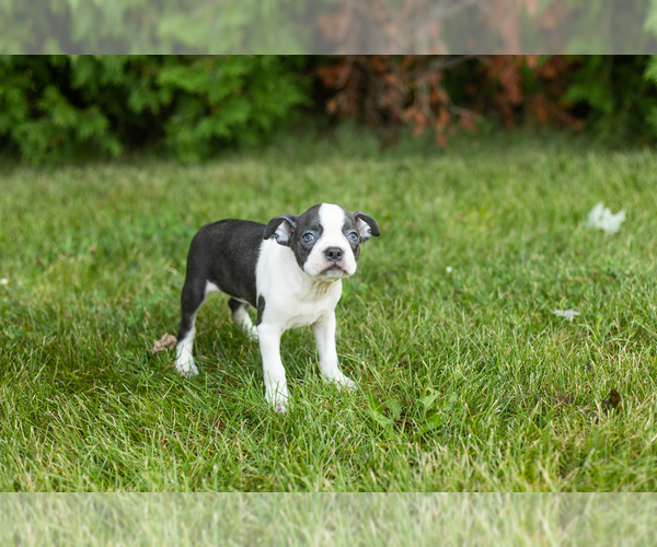 Medium Photo #13 Boston Terrier Puppy For Sale in MILFORD, IN, USA