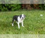 Small #12 Boston Terrier