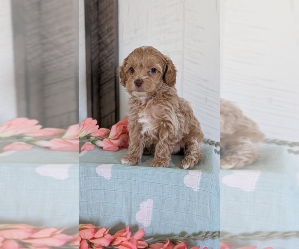 Medium Photo #10 Cockapoo (Toy) Puppy For Sale in GOSHEN, IN, USA