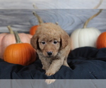 Small Photo #18 Goldendoodle (Miniature) Puppy For Sale in CRESTON, OH, USA