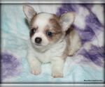 Small Photo #18 Chihuahua Puppy For Sale in WISTER, OK, USA
