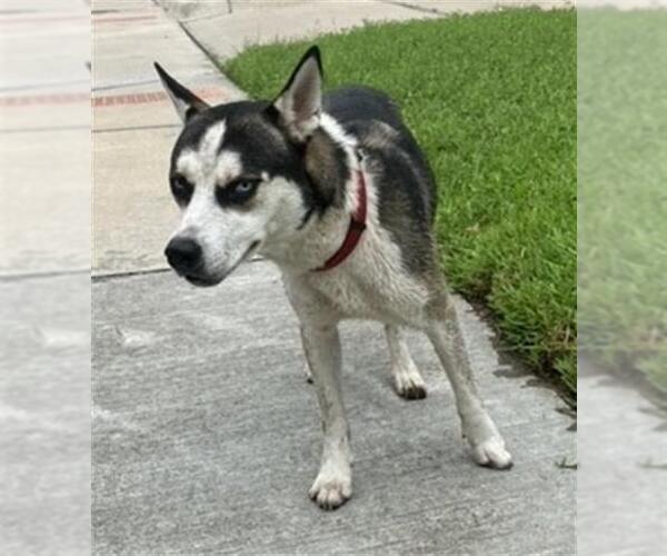 Medium Photo #1 Siberian Husky-Unknown Mix Puppy For Sale in Baytown, TX, USA