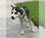 Small Siberian Husky Mix