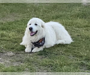 HARRIET- no fee (sponsored) - Female Great Pyrenees Dog for Adoption - Photo #3