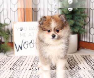 Pomeranian Puppy for sale in NAPLES, FL, USA