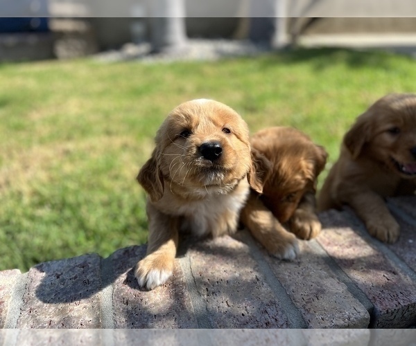 Medium Photo #5 Golden Retriever Puppy For Sale in NORCO, CA, USA