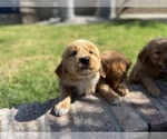 Small Photo #5 Golden Retriever Puppy For Sale in NORCO, CA, USA