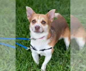 Chihuahua-Unknown Mix Dogs for adoption in Matawan, NJ, USA
