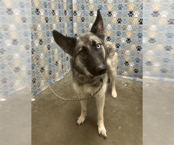 Medium Photo #1 Gerberian Shepsky Puppy For Sale in Rosenberg, TX, USA
