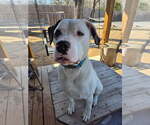 Small #1 Saint Bernard-Staffordshire Bull Terrier Mix