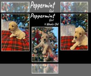 Goldendoodle Puppy for Sale in STOCKTON, Missouri USA