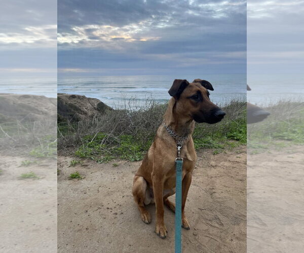 Medium Photo #3 Doberman Pinscher-Unknown Mix Puppy For Sale in San Diego, CA, USA